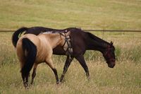 Onze paarden Aquastar en Atrevida. Een voormalig Iers volbloed renpaard en onze Spaanse dame.